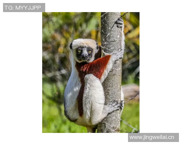 西安街舞队灵活性深度对比与分析探索舞蹈风格的多样性与创新性